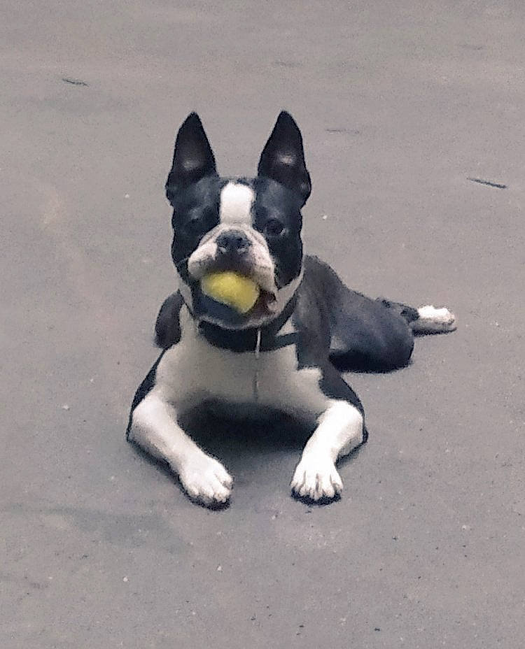 Tango participe au concours pour gagner de l'argent avec cette photo : art, asphalt, boston_terrier, bulldog, canidae, carnivore, companion_dog, dog, dog_breed, dog_collar, fawn, french_bulldog, molosser, paw, road_surface, snout, sporting_group, tail, toy_dog, working_animal