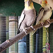 érudit participe au concours pour gagner de l'argent avec cette photo : adaptation, beak, bird, budgie, cage, cockatiel, cockatoo, feather, lovebird, organism, parakeet, parrot, tail, vertebrate, wing