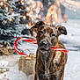 animal, brindle, candy_cane, canine, celebration, christmas, cute, decorations, dog, festive, gift_box, holiday, lights, outdoor, pet, portrait, seasonal, snow, tree, winter