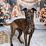 animal, background, bokeh, brindle, canine, decorations, dog, ears, festive, floor, fur, gift_box, holiday_lights, pet, portrait, snow, soft_lighting, studio, tail, winter