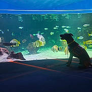 Twix Tokyo participe au concours pour gagner de l'argent avec cette photo : animal, aquarium, blue, calm, colorful, dog, fish, indoor, leash, marine_life, observation, pet, rocks, service_dog, silhouette, tank, tropical_fish, underwater, water, yellow