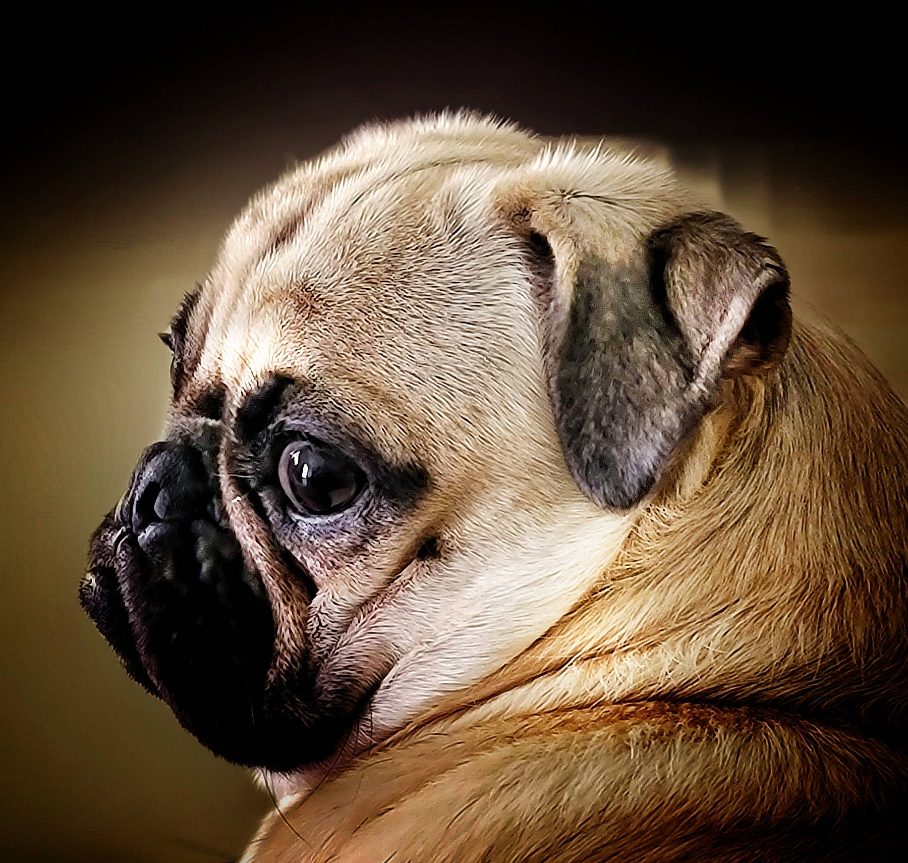 Miyagi joined the competition — help win amazing prizes! canidae, carnivore, close_up, companion_dog, dog, dog_breed, ear, eye, fawn, fur, head, human_body, pug, snout, sporting_group, terrestrial_animal, toy_dog, whiskers, wildlife, wrinkle