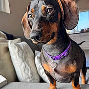 Penny is registered to the contest to win money with this photo: animal, canine, close_up, couch, cute, dachshund, dog, domestic, ears, floor, fur, furniture, indoor, living_room, pet, pillow, portrait, purple_collar, small_dog, window