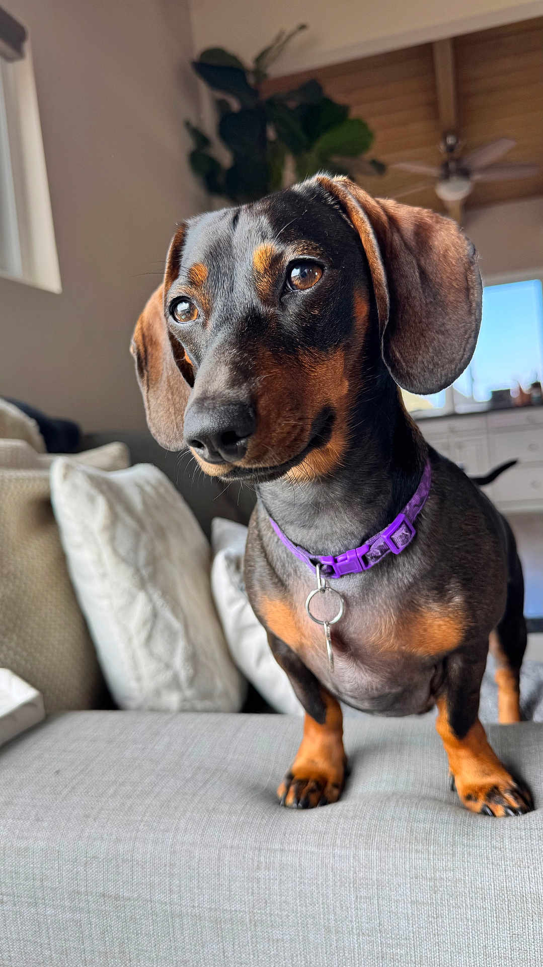 Penny