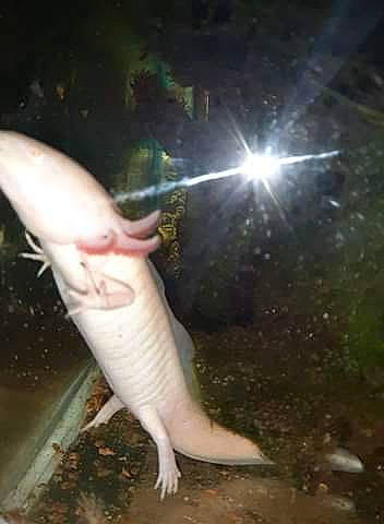 Poisson a rejoint le concours — aidez-le/la à gagner de superbes lots ! amphibian, axolotl, cartilaginous_fish, fish, sand_tiger_shark, shark, tail