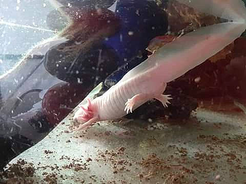 Poisson a rejoint le concours — aidez-le/la à gagner de superbes lots ! amphibian, axolotl, fin, fish, magur, mole_salamander, salamander