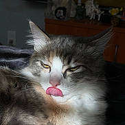 Mimi joined the competition — help win amazing prizes! cat, tongue, licking, fluffy, fur, yellow_eyes, indoor, sunlight, closeup, face, whiskers, ears, pet, animal, resting, feline, expression, home, cozy, soft_light