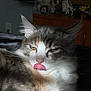 cat, tongue, licking, fluffy, fur, yellow_eyes, indoor, sunlight, closeup, face, whiskers, ears, pet, animal, resting, feline, expression, home, cozy, soft_light
