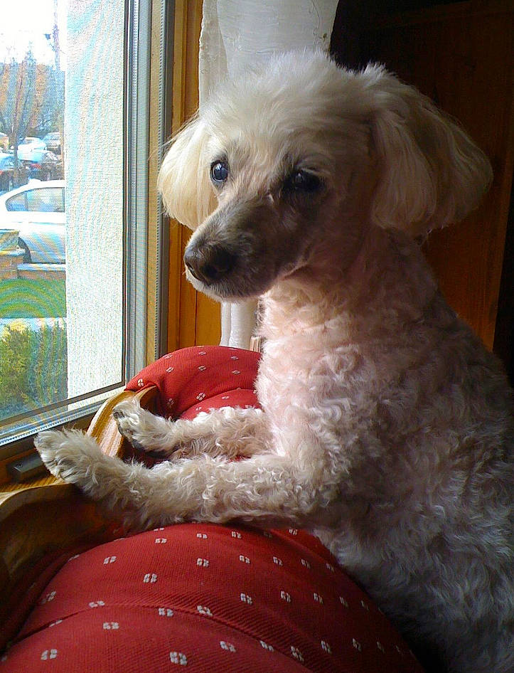 Benji is registered to the contest to win money with this photo: canidae, carnivore, chair, companion_dog, dog, dog_breed, fawn, fur, mammal, pet_supply, plant, poodle, snout, sporting_group, terrier, toy, toy_dog, water_dog, whiskers, window