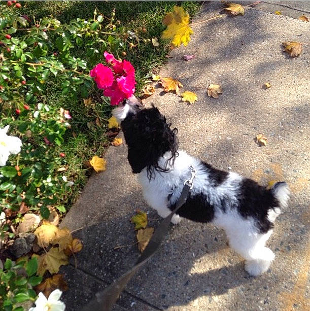 Gino is registered to the contest to win money with this photo: annual_plant, asphalt, carnivore, companion_dog, dog, dog_breed, felidae, flower, fur, grass, groundcover, leaf, petal, plant, road_surface, shrub, small_to_medium_sized_cats, soil, sporting_group, tail