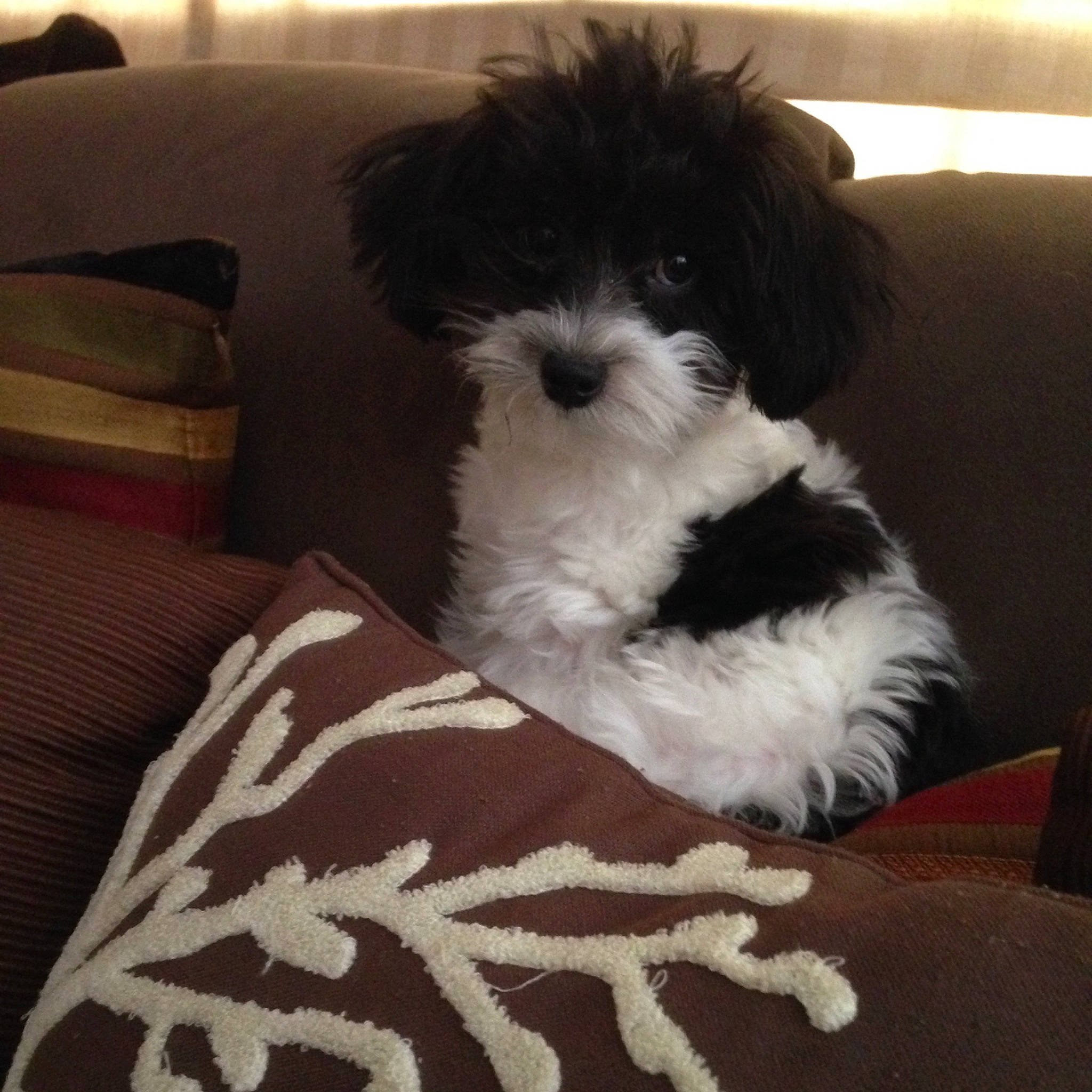 Gino joined the competition — help win amazing prizes! canidae, carnivore, comfort, companion_dog, dog, dog_breed, fur, labradoodle, mal_shi, poodle_crossbreed, puppy, shih_poo, small_terrier, snout, sporting_group, terrier, toy_dog, water_dog, working_animal, yorkipoo