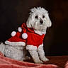 Flocon a rejoint le concours — aidez-le/la à gagner de superbes lots ! dog, white_dog, small_dog, pet, christmas_outfit, red_clothing, pom_poms, fluffy, cute, holiday, festive, indoor, blanket, soft_texture, portrait, animal, sitting, studio_lighting, dark_background, adorable