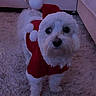 Flocon a rejoint le concours — aidez-le/la à gagner de superbes lots ! dog, pet, indoor, carpet, couch, blanket, christmas_outfit, holiday, festive, white_dog, small_dog, costume, cute, fur, looking_up, home, living_room, decor, winter, seasonal