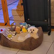 Flocon a rejoint le concours — aidez-le/la à gagner de superbes lots ! animal, blanket, companion, cozy, cute, dog, furniture, home, indoor, pet_bed, pet_gate, plush_toys, puppy, relaxing, resting, shark_toy, small_dog, tile_floor, toy_collection, white_dog