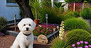 Flocon participe au concours pour gagner de l'argent avec cette photo : dog, white_dog, fluffy, pet, garden, flowers, plants, greenery, tree, shrubs, outdoor, daylight, house, collar, tag, nature, landscape, bush, potted_plant, flowerbed