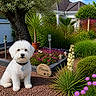 dog, white_dog, fluffy, pet, garden, flowers, plants, greenery, tree, shrubs, outdoor, daylight, house, collar, tag, nature, landscape, bush, potted_plant, flowerbed