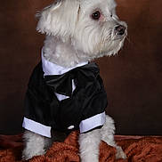 Flocon a rejoint le concours — aidez-le/la à gagner de superbes lots ! dog, white_dog, tuxedo, bow_tie, pet_clothing, portrait, studio, brown_background, blanket, plush, cute, small_dog, fur, animal, sitting, side_view, well_groomed, indoors, formal_wear, adorable