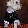 dog, white_dog, tuxedo, bow_tie, pet_clothing, portrait, studio, brown_background, blanket, plush, cute, small_dog, fur, animal, sitting, side_view, well_groomed, indoors, formal_wear, adorable