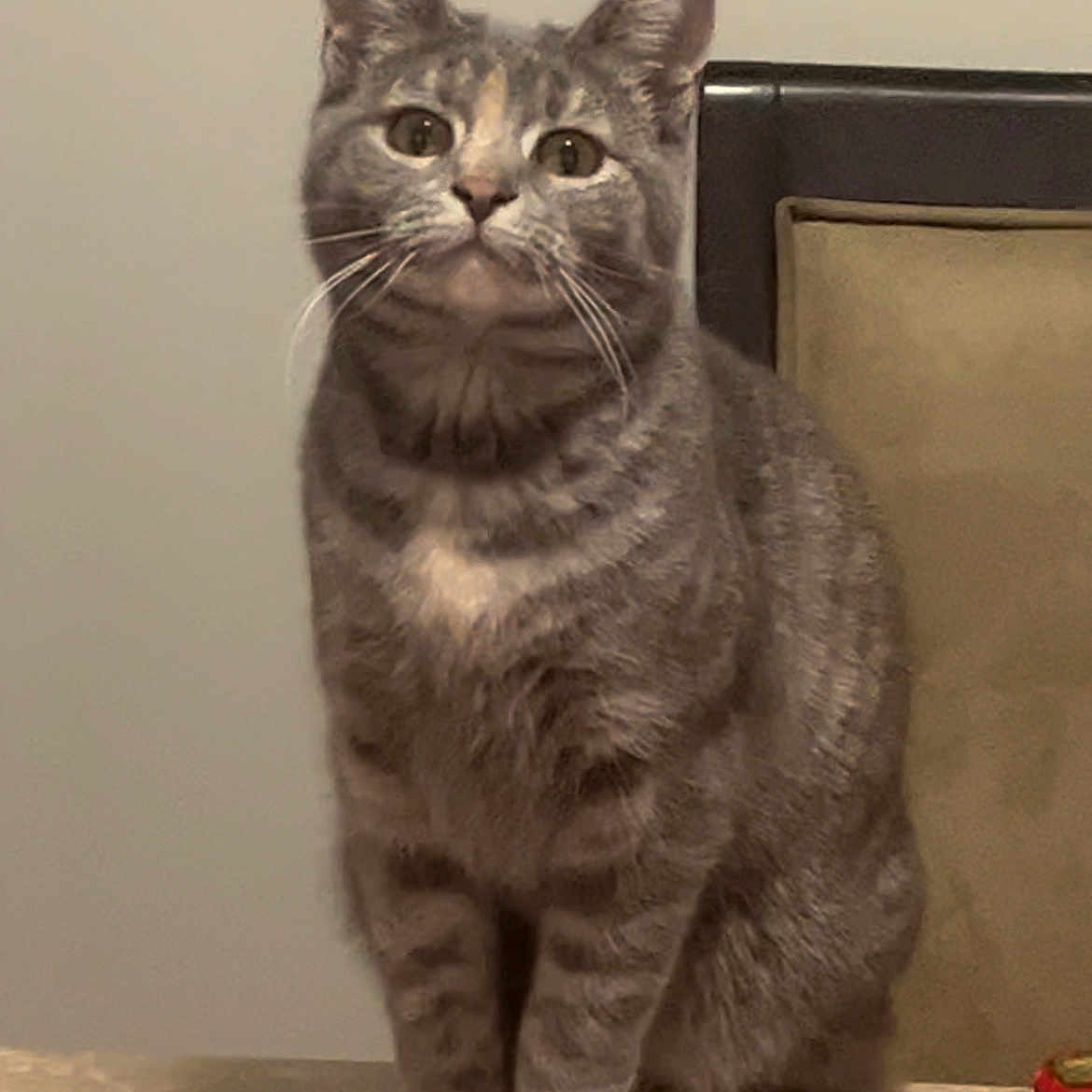 Tiger is registered to the contest to win money with this photo: animal, background, cat, cloth, companion, curious, domestic, ears, eyes, feline, fur, green, holiday, indoor, pet, red, sitting, tabby, table, whiskers