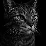 Rosie is registered to the contest to win money with this photo: animal, black_and_white, cat, close_up, detailed, domestic_cat, ears, eyes, face, feline, fur, isolated, muzzle, no_humans, pet, portrait, striped, studio_lighting, tabby, whiskers
