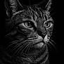 animal, black_and_white, cat, close_up, detailed, domestic_cat, ears, eyes, face, feline, fur, isolated, muzzle, no_humans, pet, portrait, striped, studio_lighting, tabby, whiskers