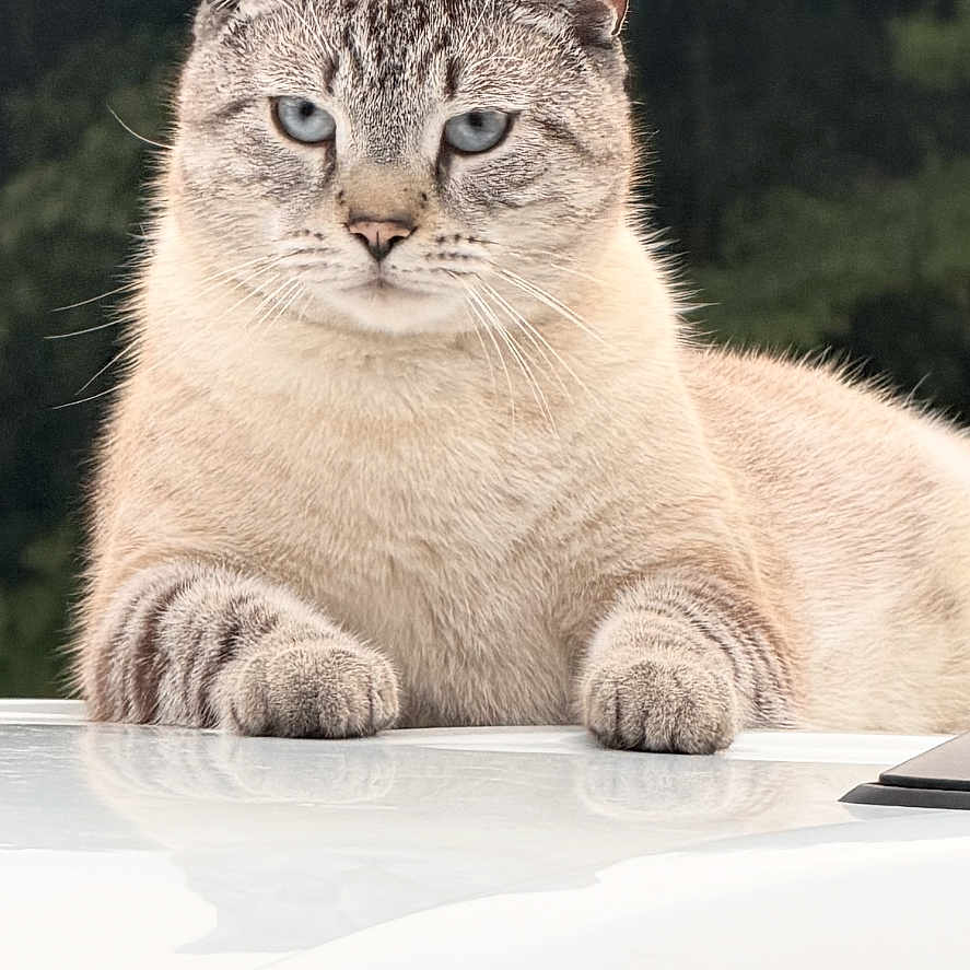 Olaf