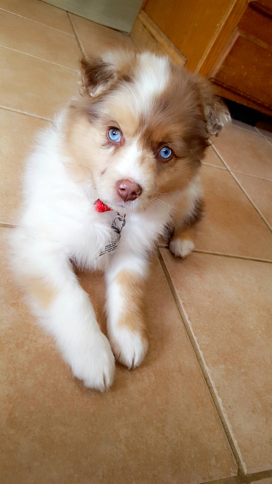 Kenzie joined the competition — help win amazing prizes! australian_shepherd, canadian_eskimo_dog, canidae, carnivore, companion_dog, dog, dog_breed, elo, fawn, mammal, miniature_australian_shepherd, nose, puppy, rare_breed_dog, siberian_husky, sporting_group, thai_bangkaew_dog, vertebrate, wolfdog, working_dog