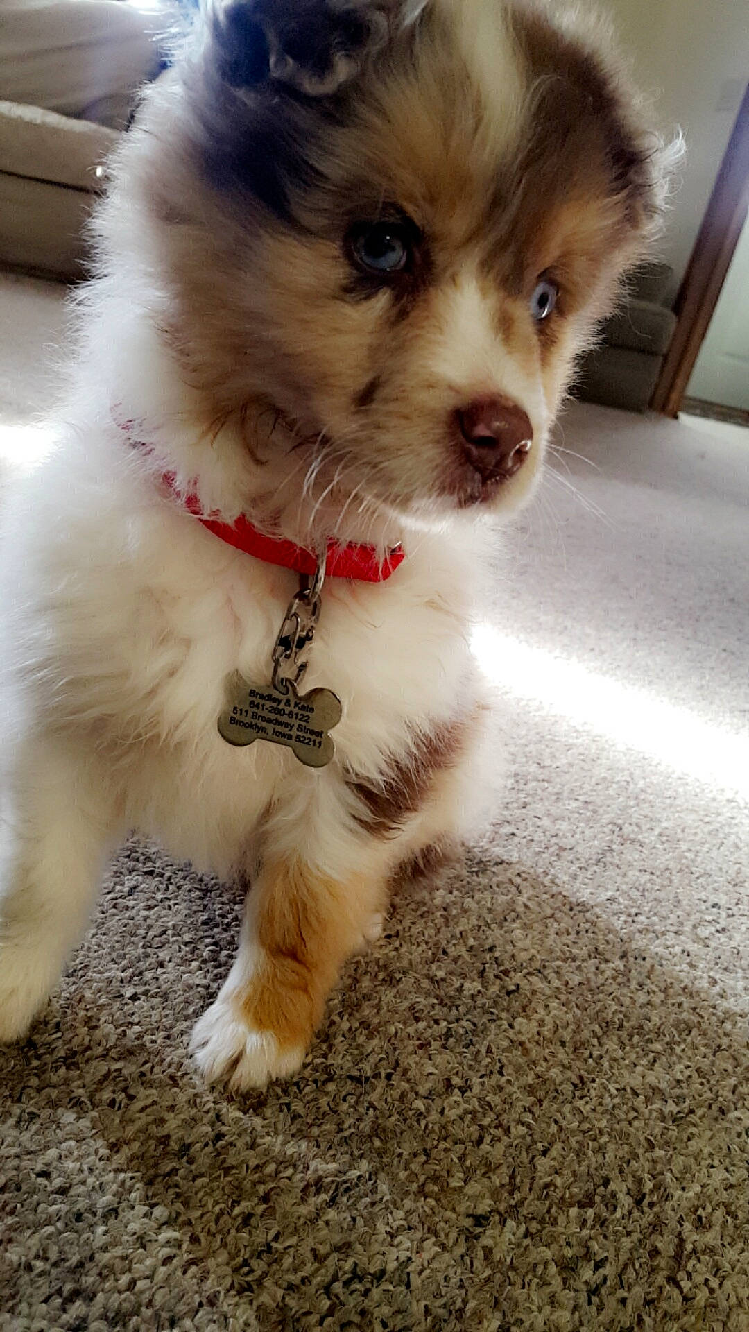 Kenzie joined the competition — help win amazing prizes! canidae, carnivore, companion_dog, dog, dog_breed, elo, fawn, german_spitz, german_spitz_klein, mammal, pomeranian, puppy, puppy_love, rare_breed_dog, skin, spitz, sporting_group, toy_dog, vertebrate, whiskers