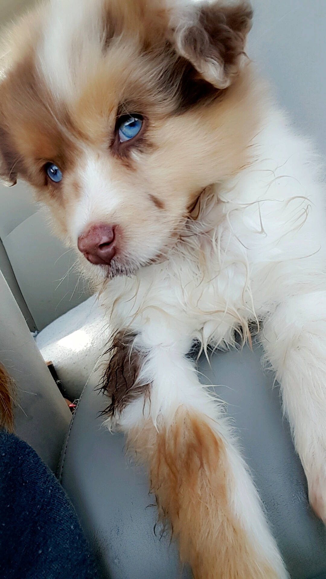 Kenzie is registered to the contest to win money with this photo: australian_shepherd, border_collie, canidae, carnivore, companion_dog, dog, dog_breed, eye, fawn, mammal, miniature_australian_shepherd, nose, pomeranian, puppy, rare_breed_dog, snout, sporting_group, whiskers