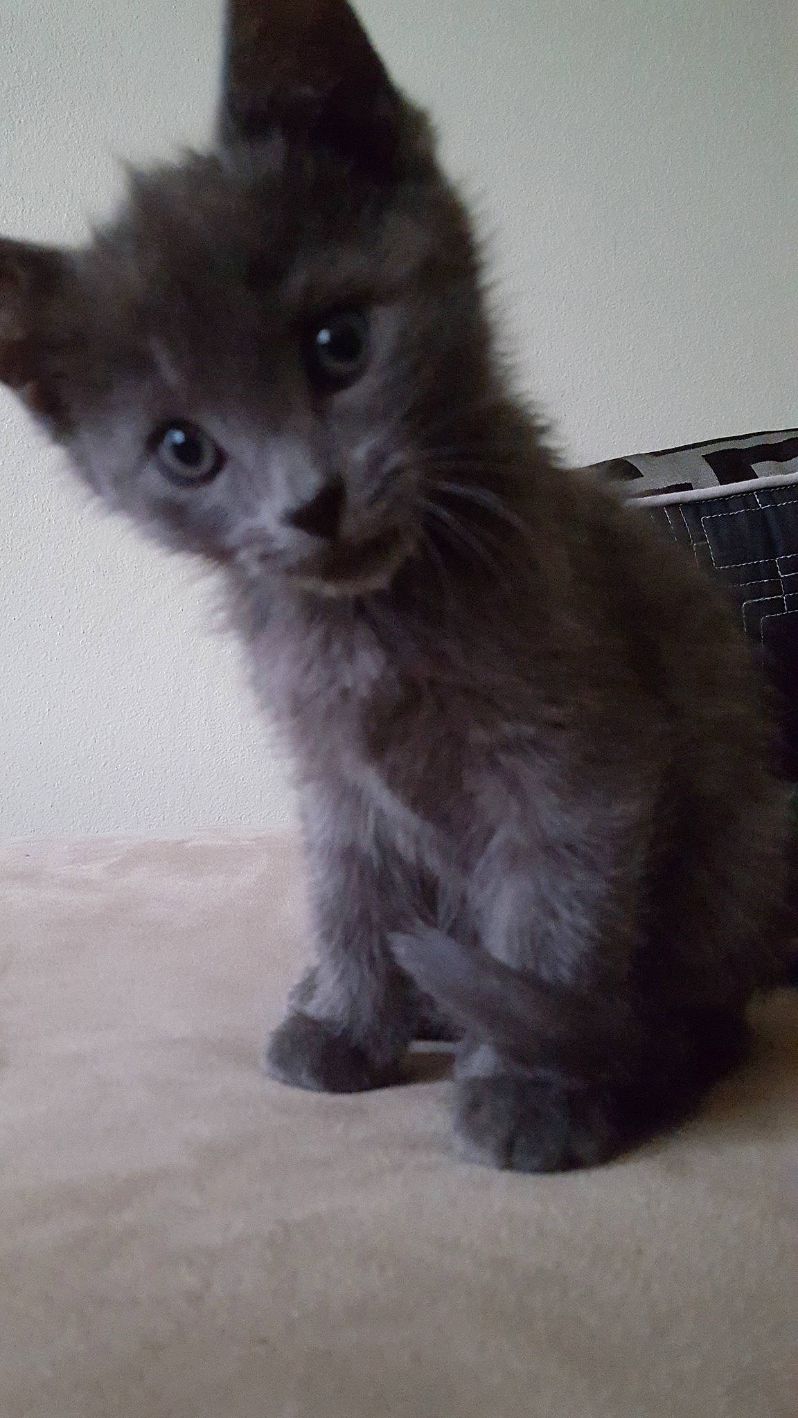 Luna joined the competition — help win amazing prizes! american_curl, british_longhair, british_semi_longhair, carnivore, cat, domestic_long_haired_cat, domestic_short_haired_cat, felidae, kitten, korat, maine_coon, mammal, nebelung, norwegian_forest_cat, ragamuffin, siberian, small_to_medium_sized_cats, snout, vertebrate, whiskers