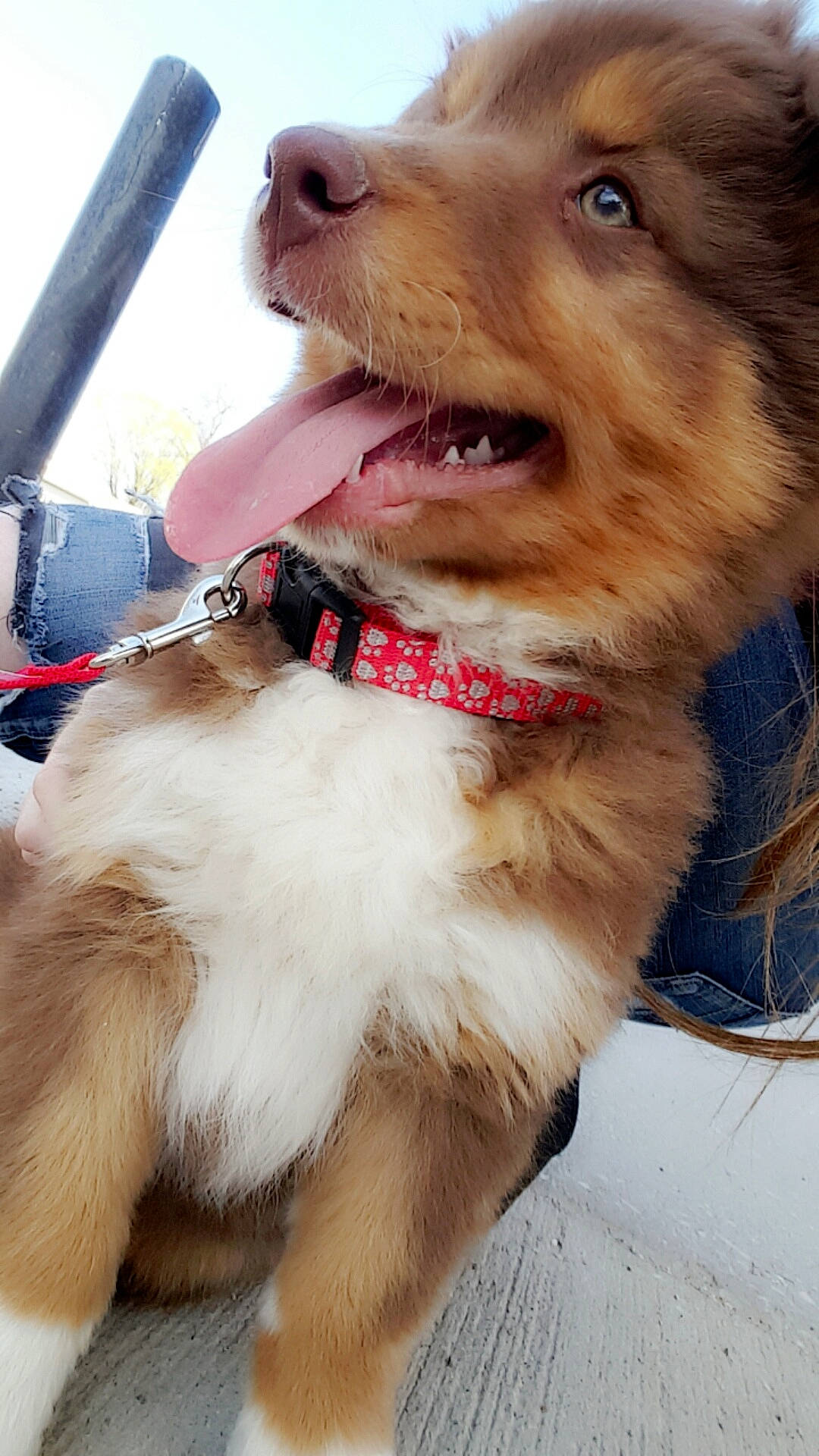 Bandit joined the competition — help win amazing prizes! australian_shepherd, canidae, carnivore, companion_dog, dog, dog_breed, fawn, mammal, nose, nova_scotia_duck_tolling_retriever, snout, sporting_group, vertebrate, whiskers