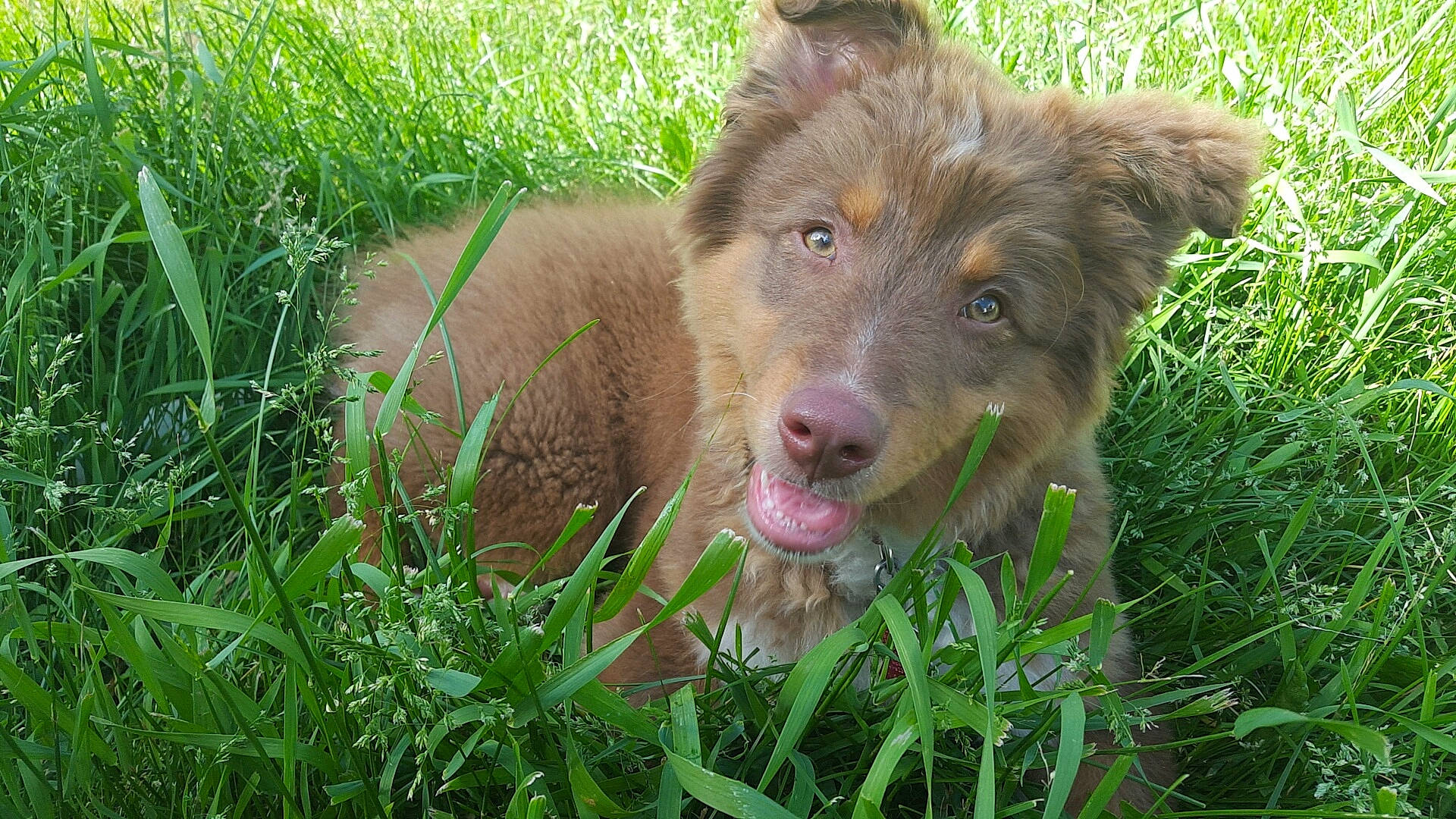 Bandit joined the competition — help win amazing prizes! australian_shepherd, basque_shepherd_dog, canidae, carnivore, dog, dog_breed, grass, liver, mammal, nova_scotia_duck_tolling_retriever, plant, retriever, snout, sporting_group, vertebrate, wildlife