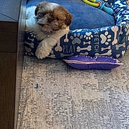 Bella is registered to the contest to win money with this photo: puppy, dog_bed, stuffed_animal, toy, plush, floor, carpet, wood_floor, small_dog, brown_and_white, relaxed, indoor, pet, cute, cozy, paw_prints, bones, colorful, playful, resting