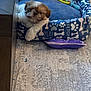 puppy, dog_bed, stuffed_animal, toy, plush, floor, carpet, wood_floor, small_dog, brown_and_white, relaxed, indoor, pet, cute, cozy, paw_prints, bones, colorful, playful, resting