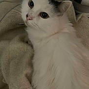 Floki a rejoint le concours — aidez-le/la à gagner de superbes lots ! cat, white_cat, fluffy, pet, animal, blanket, cozy, indoor, fur, cute, face, ears, whiskers, sleepy, resting, soft, domestic_animal, looking_up, closeup, relaxed