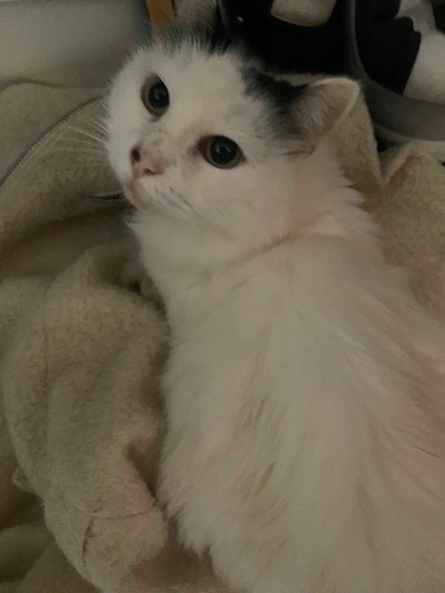 Floki a rejoint le concours — aidez-le/la à gagner de superbes lots ! cat, white_cat, fluffy, pet, animal, blanket, cozy, indoor, fur, cute, face, ears, whiskers, sleepy, resting, soft, domestic_animal, looking_up, closeup, relaxed