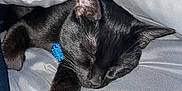Maggie Mae joined the competition — help win amazing prizes! black_cat, sleeping, cat, pet, feline, cozy, blanket, gray_blanket, paw, collar, blue_collar, resting, indoor, cute, fur, whiskers, animal, domestic_cat, relaxation, nap