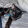 black_cat, sleeping, cat, pet, feline, cozy, blanket, gray_blanket, paw, collar, blue_collar, resting, indoor, cute, fur, whiskers, animal, domestic_cat, relaxation, nap