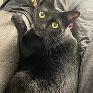 Maggie Mae joined the competition — help win amazing prizes! black_cat, cat, animal, pet, yellow_eyes, fur, whiskers, indoor, close_up, relaxed, looking_up, cozy, fabric, textile, domestic_animal, mammal, cute, feline, portrait, resting