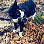 cat, black_and_white, animal, outdoor, leaves, autumn, nature, curious, feline, pet, whiskers, ground, walking, forest_floor, fall, mammal, wildlife, plant, seasonal, daylight