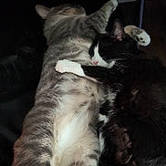 Midnight joined the competition — help win amazing prizes! cat, cats, tabby_cat, tuxedo_cat, sleeping, cuddle, hug, fur, pet, animal, companionship, indoor, resting, cute, adorable, friendship, relaxation, whiskers, paws, cozy