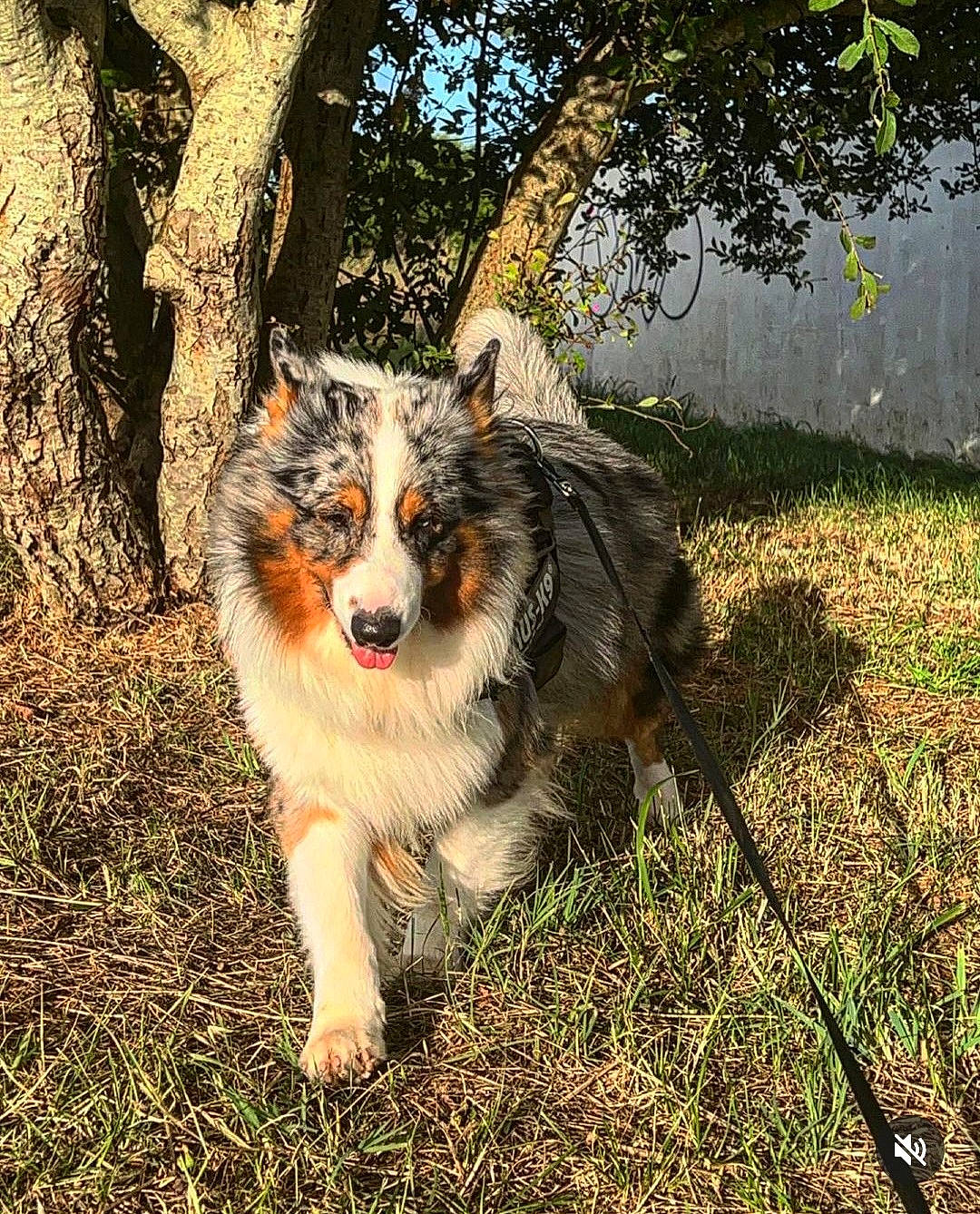 Smoky a rejoint le concours — aidez-le/la à gagner de superbes lots ! canidae, carnivore, companion_dog, dog, dog_breed, eye, fur, grass, heat, herding_dog, natural_landscape, plant, snout, sporting_group, tail, terrestrial_animal, tree, whiskers, wildlife, working_dog