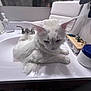 Bomani is registered to the contest to win money with this photo: cat, white_cat, sink, bathroom, fluffy, pet, animal, domestic_cat, fur, relaxed, countertop, soap_dispenser, container, organizer, indoor, clean, quiet, resting, closeup, household