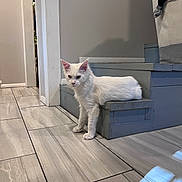 Bomani is registered to the contest to win money with this photo: cat, white_cat, stairs, tile_floor, indoor, optical_illusion, pet, animal, fur, wall, floor, house, step, curious, domestic, mysterious, shadow, quiet, resting, light