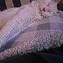 cat, white_cat, sleeping, fluffy, feline, cozy, blanket, indoor, pet, relaxed, fur, resting, cute, animal, comfort, closeup, soft, domestic_cat, napping, peaceful