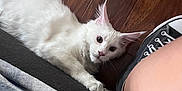 Bomani is registered to the contest to win money with this photo: cat, white_cat, pet, animal, indoor, wooden_floor, couch, shoe, sneaker, human_leg, curious, fluffy, ears, paw, relaxing, home, feline, closeup, looking, resting