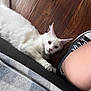 cat, white_cat, pet, animal, indoor, wooden_floor, couch, shoe, sneaker, human_leg, curious, fluffy, ears, paw, relaxing, home, feline, closeup, looking, resting