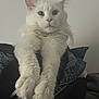 Bomani is registered to the contest to win money with this photo: cat, white_cat, fluffy, pet, animal, paws, fur, indoor, clothes, denim, stack, relaxed, closeup, portrait, feline, cute, whiskers, ears, serious, household