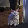 Bomani joined the competition — help win amazing prizes! cat, white_cat, fluffy_fur, sitting, wooden_floor, plant_pot, indoor, pet, animal, curious, alert, tennis_ball, home, cozy, feline, fur, ears, whiskers, paws, soft_lighting