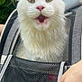 Bomani joined the competition — help win amazing prizes! cat, white_cat, pet, fluffy, green_eyes, pink_nose, mesh_carrier, hand, person, outdoor, nature, fur, animal, cute, portrait, expression, mouth_open, whiskers, closeup, domestic_animal